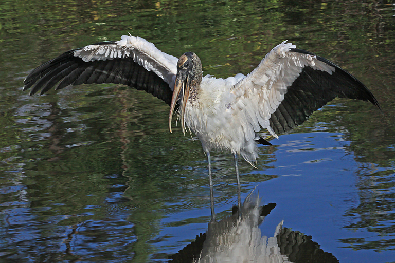 Woodstork Fishing with Wings Spread   P O'Malley